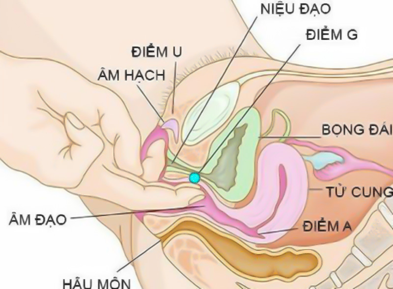 Cách tìm điểm G của phụ nữ, nhận biết điểm G giúp kích thích nàng lên đỉnh